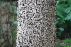 Ceiba pentandra